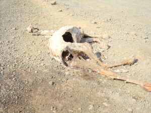Beeld: Cordaid