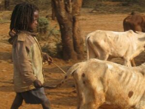 Ethiopische jongen hoedt zijn vee. Foto: ACT/DCA/Fikerte Abebe.